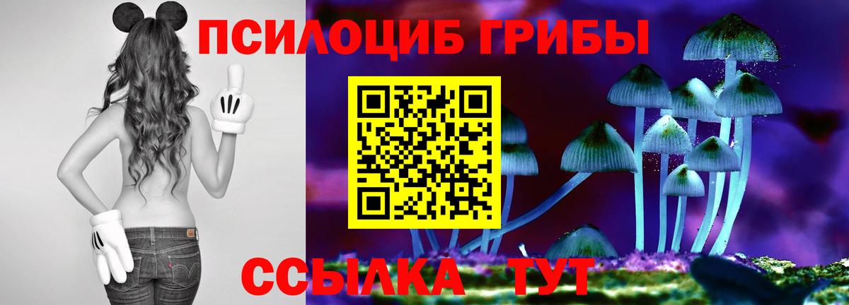 купить наркоту  Вход с VPN  Нововоронеж  Галлюциногенные грибы MAGIC MUSHROOMS 